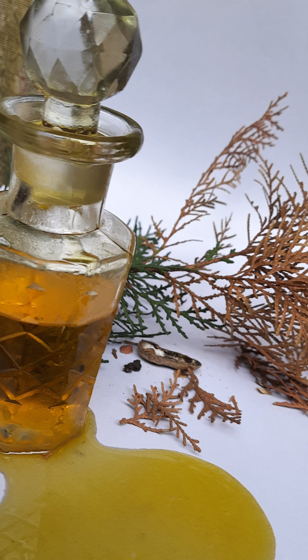 OIL from Himachal