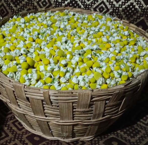 Dry Chamomile flower