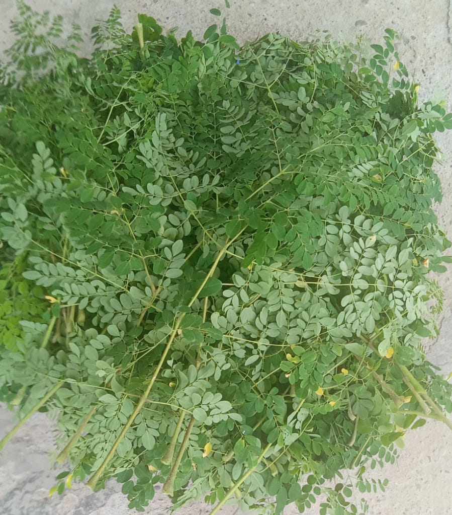 Moringa powder; Use of Moringa Leaf; herbs from Himachal