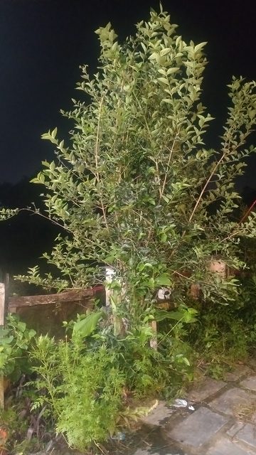 parijat tree, parijatak, night flowering jasmine - plant