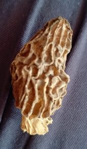 
Gucchi mushroom photo
