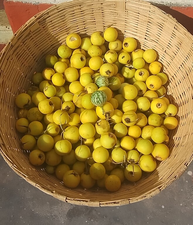 Kantakari - Solanum xanthocarpum