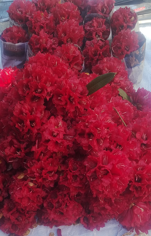 herbs and flowers from Himachal; Rhododendron flowers