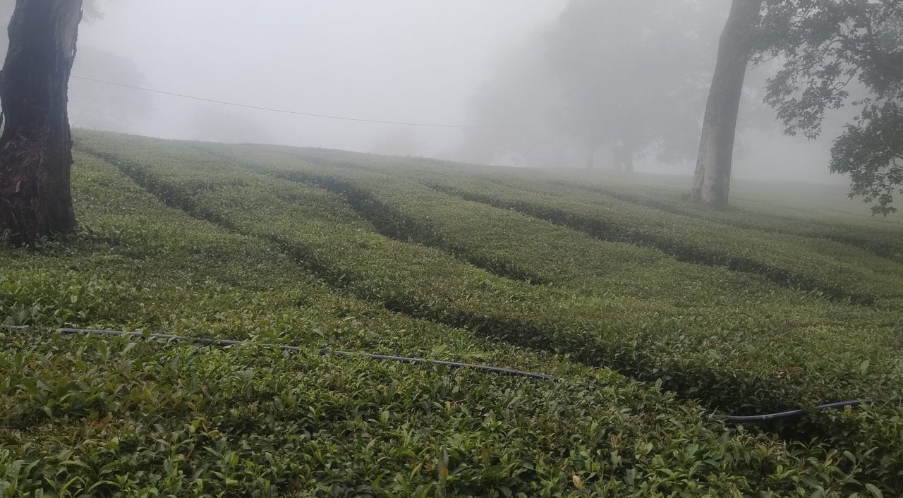 TEA GARDENS OF HIMACHAL