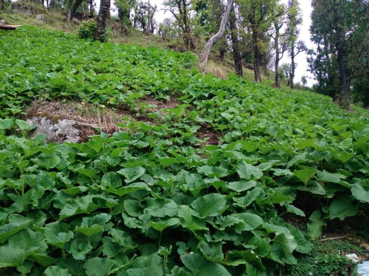 fresh herbs from Himachal; Valeriana officinalis, Jatamasnsi