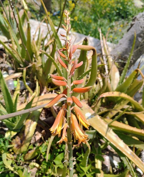 Aloe vera - Aloe Vera Flower in Himachal