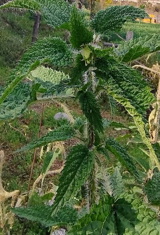 Nettle Tea; Urtica dioica, nettle, burn nettle, stinging nettle
