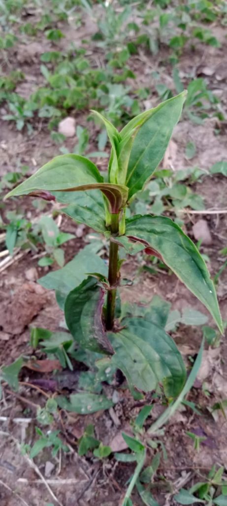 Swertia chirayita (Gentianaceae) as a Traditional Medicinal Plant
