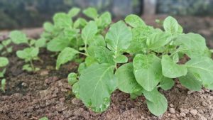 Ashwagandha Stem & Powder by Kyo Naturals