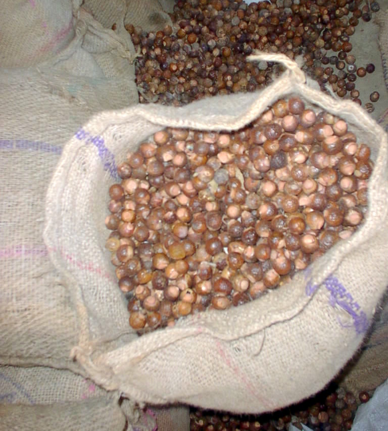 SOAP NUT -Sapindus mukorossi Gaertn; washnut,