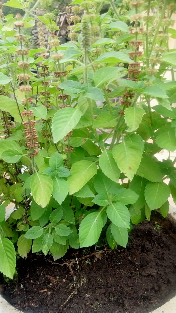 TULSI HYDROSOL; BULK BUY TULSI